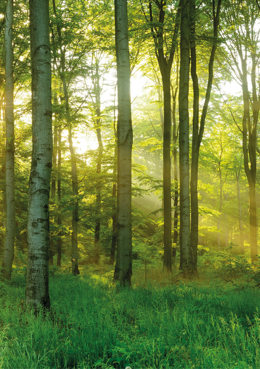 Green Natural Beech Tree Forest illuminated by Sunbeams through Trees
