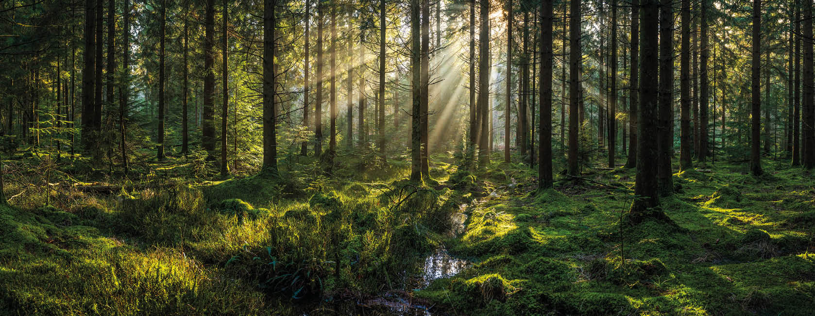 Golden beams of early morning sunlight streaming through the pine needles of a green forest to illuminate the soft mossy undergrowth in this idyllic woodland glade.
