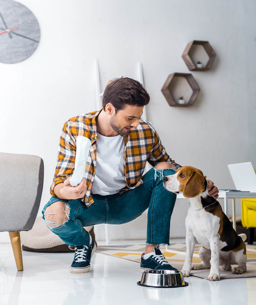 handsome man holding package with dog food and feeding beagle dog at home